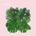 Tropical Palm Leaves and Cane